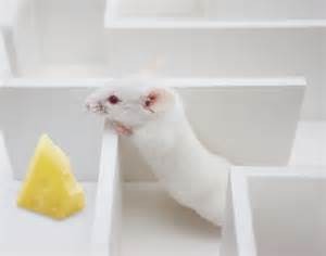 rat cheese maze pic